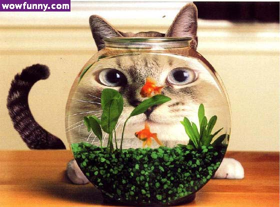 fishbowl.jpg