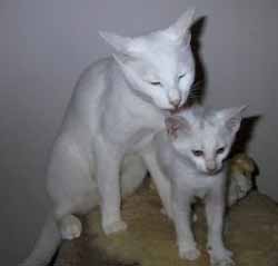 russian-white-cats2.jpg