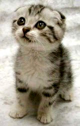 scottish-fold-kitten.jpg