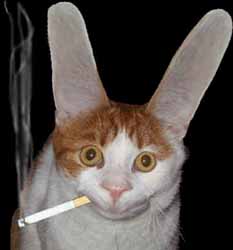 smoking-cat-big-ears2.jpg